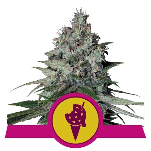 copertina della pianta di cannabis femminizzata cookies gelato della royal queen seeds