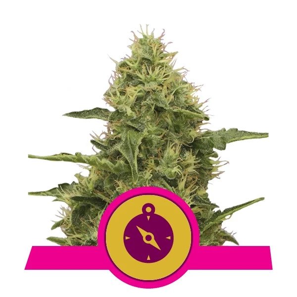 copertina della pianta di cannabis northern light femminizzata della royal queen seeds