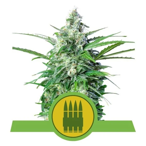 pianta di cannabis royal ak autofiorente della royal queen seeds su weed therapy