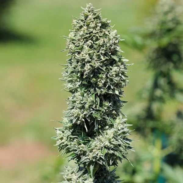 royal-cookies-automatic-picale-outdoor