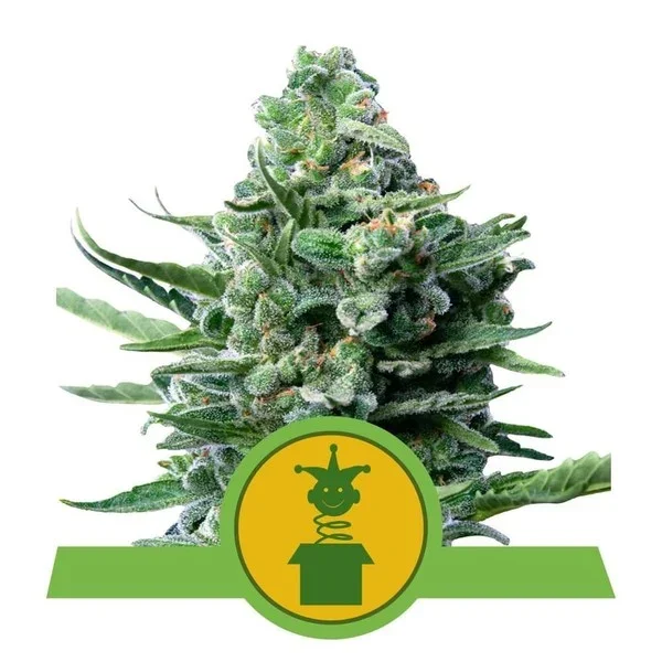 pianta di cannabis royal jack autofiorente della royal queen seeds su weed therapy