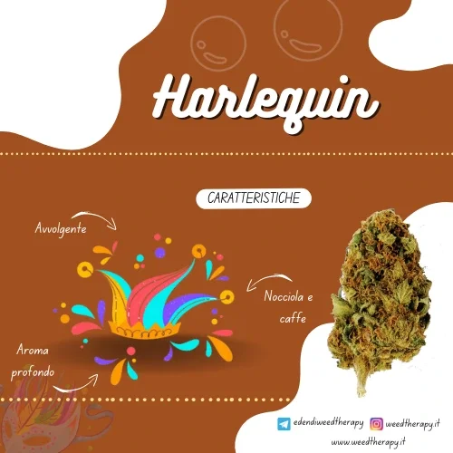 grafica-descrittiva-cannabis-light-harlequin-weedtherapy