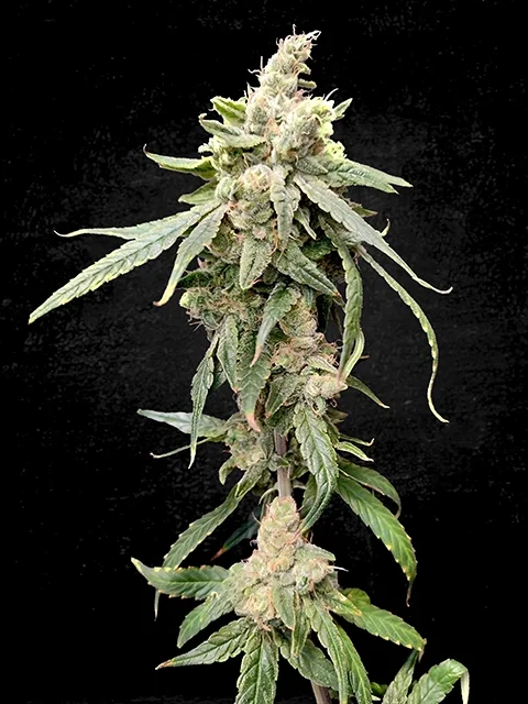 Pianta della cannabis online cannatonic su sfondo nero in fioritura, su weed therapy