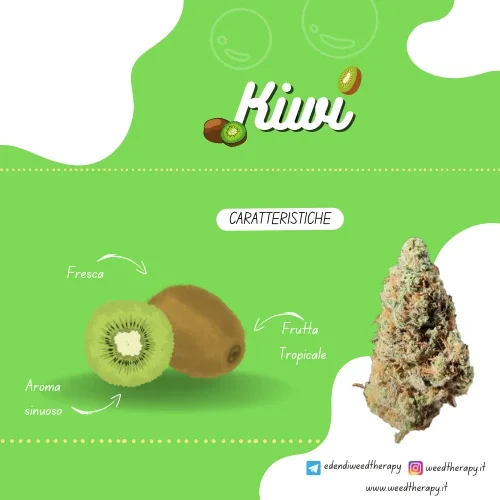 grafica-descrittiva-cannabis-light-kiwi-weedtherapy