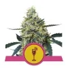 copertina della pianta di cannabis mimosa femminizzata della royal queen seeds