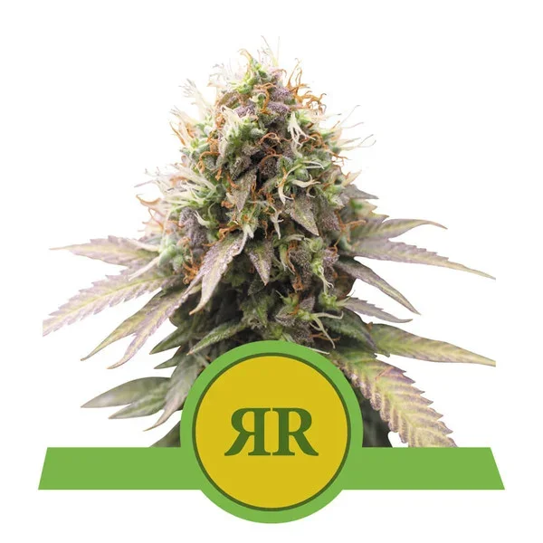 copertina della pianta di cannabis royal runtz autofiorente della royal queen seed
