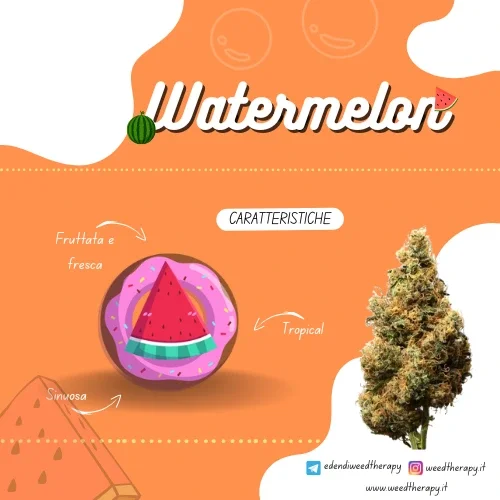 grafica-cannabis-light-watermelon-greenhouse-weedtherapy