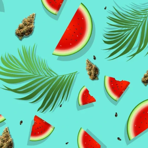 grafica-cannabis-light-watermelon-weedtherapy