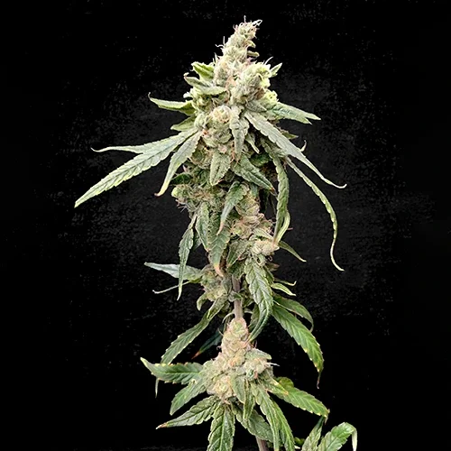 Pianta della cannabis online green mango su sfondo nero in fioritura, su weed therapy