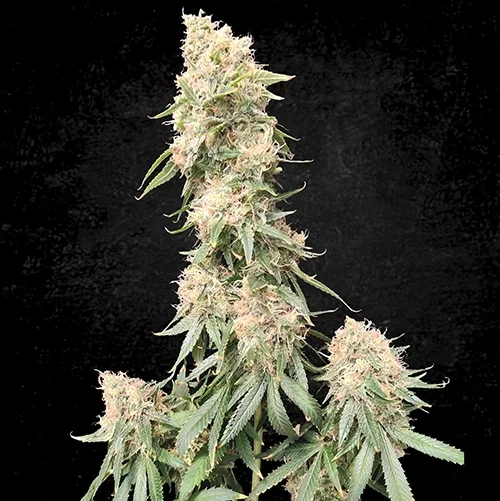 Pianta della cannabis online waffle su sfondo nero in fioritura, su weed therapy