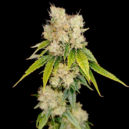 Pianta della cannabis online bubblegum og su sfondo nero in fioritura, su weed therapy