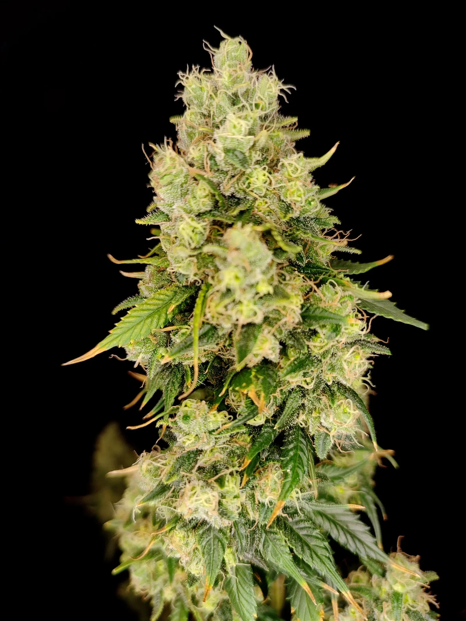 Pianta della cannabis online strawberry haze su sfondo nero in fioritura, su weed therapy
