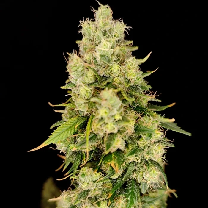 cannabis-light-strawnana-50gr-greenhouse-