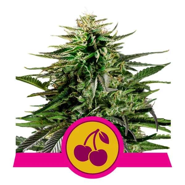 copertina della pianta di cannabis cherry pie femminizzata della royal queen seed
