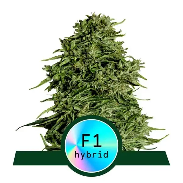cosmos-f1-copertina-pianta-di-cannabis-royal-queen-seeds