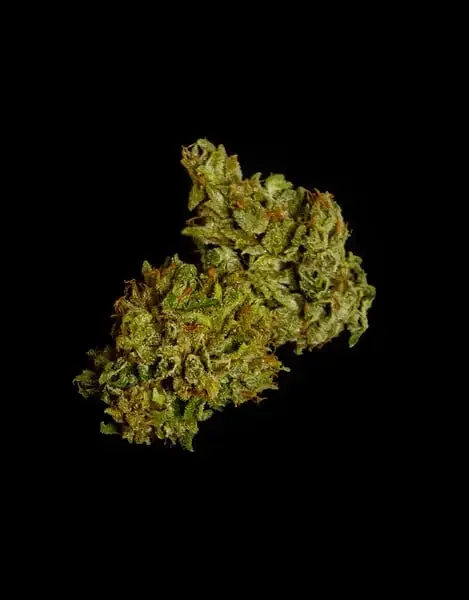 cosmos-f1-fiore-pianta-di-cannabis-royal-queen-seeds