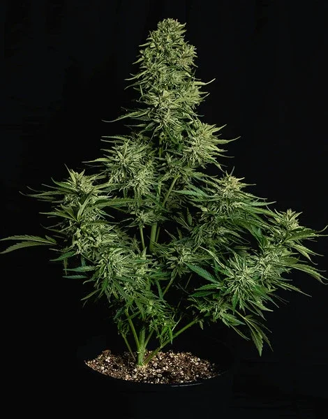 cosmos-f1-foto-pianta-di-cannabis-royal-queen-seeds