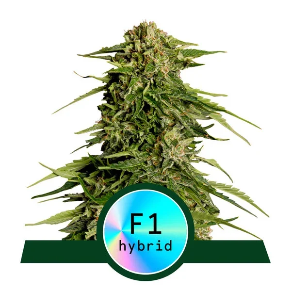 copertina foto della pianta di cannabis epsilon f1 della royal queen seeds