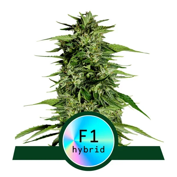 copertina della pianta di cannabis Hyperion f1 della royal queen seed