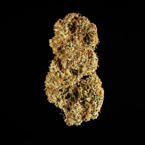 medusa-f1-pure-pianta-di-cannabis-royal-queen-seeds