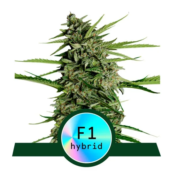 copertina della pianta di cannabis Orion f1 della royal queen seeds